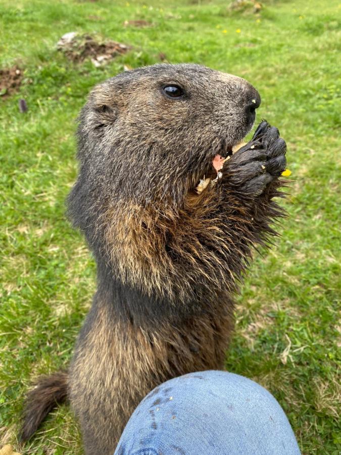ラムサウ・アム・ダッハシュタインModerne Kaminstubeアパートメント エクステリア 写真